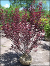 Purpleleaf Sand Cherry